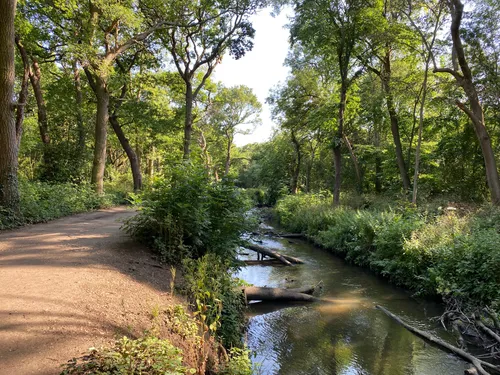 Wimbledon Common woodland walking paths